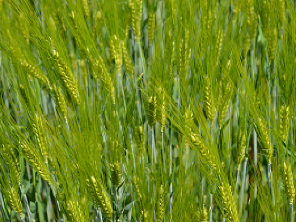 KWS BASALT - sorta ječma