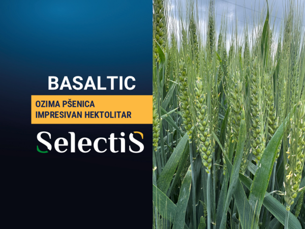 BASALTIC - ozima pšenica