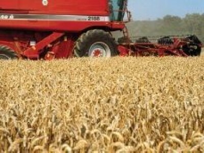 KWS BASMATI - Sorta ozime pšenice