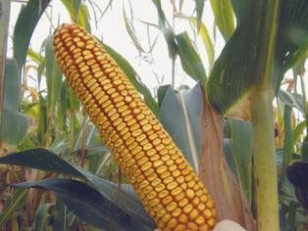 BC244, FAO 250, kvalitetan zuban - hibridi kukuruza