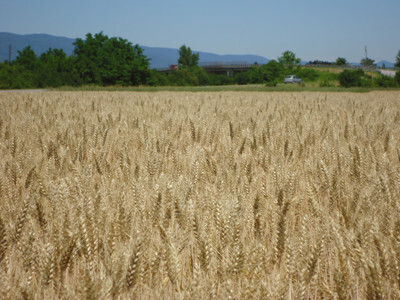 Pšenica - BC Lorena