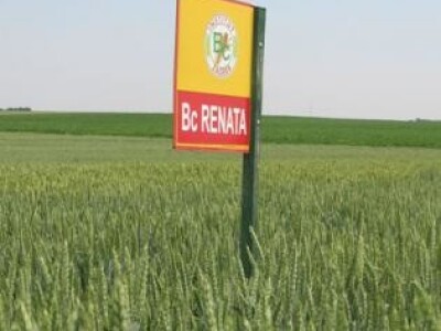 Pšenica - BC Renata