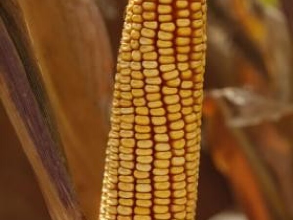 BC182, FAO 230, zuban - hibridi kukuruza