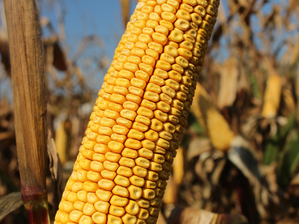 BC323 hibrid kukuruza