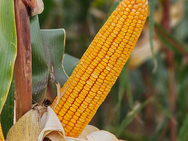 BC505 hibrid kukuruza