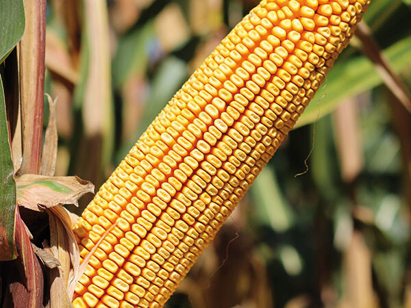 BC747 hibrid kukuruza