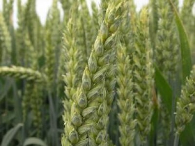 Pšenica - BC Darija