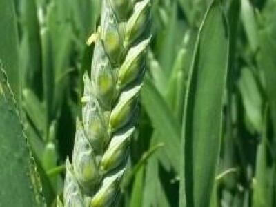 Pšenica - BC Mandica