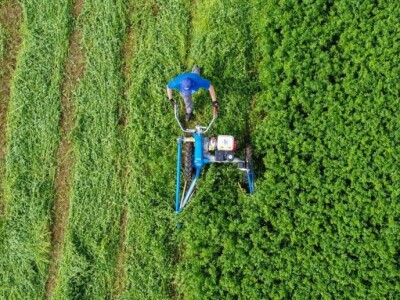 BCS Motorna kosilica 622