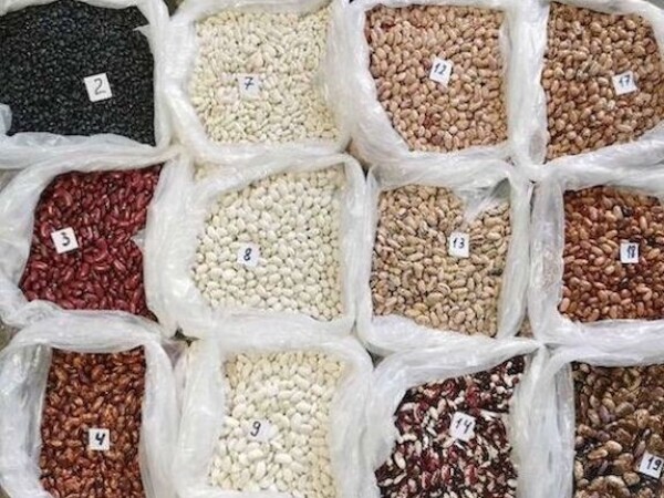 Beans wholesale from a Ukrainian company