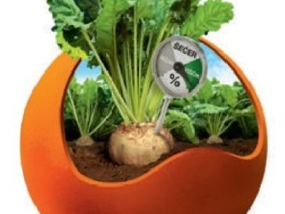 SMART BELAMIA KWS - NOVO - N tip, Rz / Cr sjeme šećerne repe