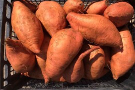 Bellevue-presadnice batata