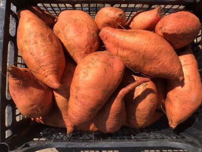 Bellevue-presadnice batata