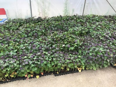 Bellevue, Süßkartoffel Sämlinge,sweet potatos Bellevue.A.B.S.