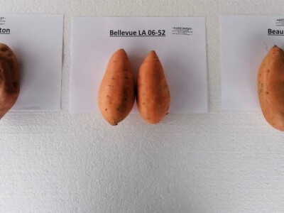 Bellevue, Süßkartoffel Sämlinge,sweet potatos Bellevue.A.B.S.