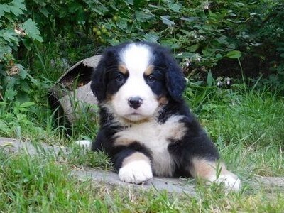 Bernski planinski pas - stenci