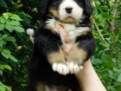 Bernski planinski pas - stenci