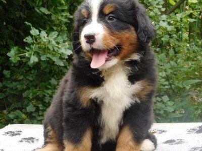 Bernski planinski pas - stenci