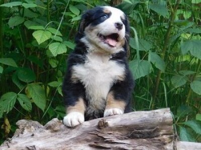 Bernski planinski pas - stenci