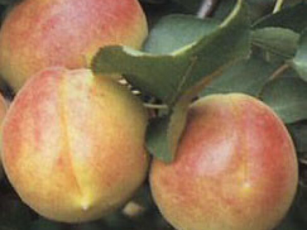 Marelica - Cegledi bibor - sadnice