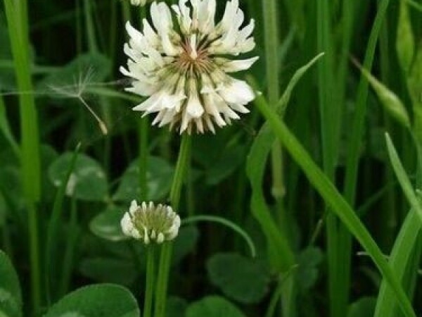 Bijela djetelina 100 gr. - Sjeme
