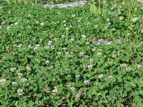 Bijela djetelina HUIA 1kg