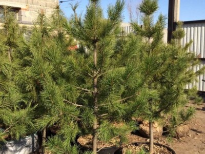 Igličaste Sadnice Čileanski Bor Araucaria Cedar Libanonski Himalajski Pendula  Bor Nordijska Jela Srebrna Zelena Tisa Taxus Pinus Pinija Crni Bijeli Bor