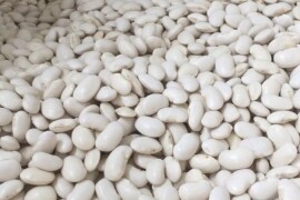Bijeli grah / Poljska