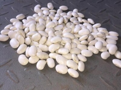 Bijeli grah / Poljska