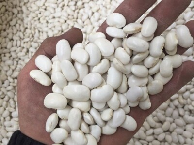 Bijeli grah / Poljska