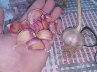 Bijeli luk
