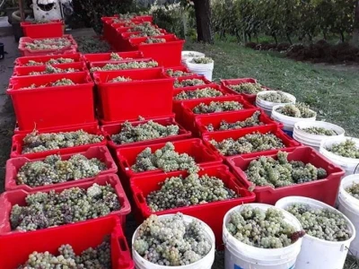 Bijelo vino