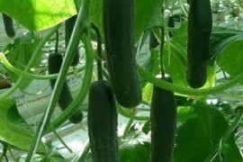 Krastavac Caman F1 RZ