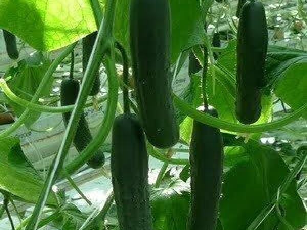 Krastavac Caman F1 RZ