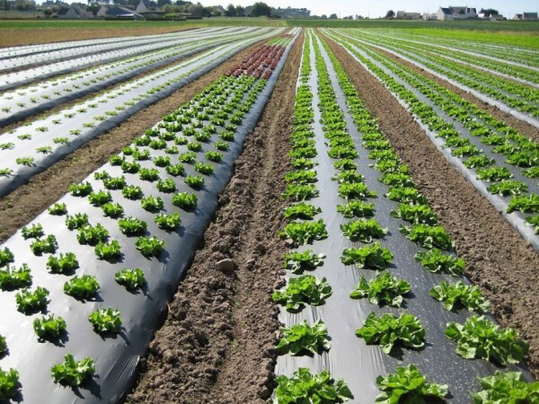 Poljoprivredna folija – mulch folija, biorazgradiva