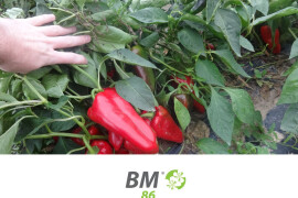 BM 86 - aktivator boljeg cvetanja i oplodnje biljaka