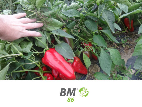 BM 86 - aktivator boljeg cvetanja i oplodnje biljaka