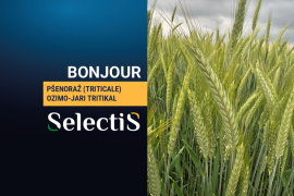 BONJOUR - pšenoraž (triticale)
