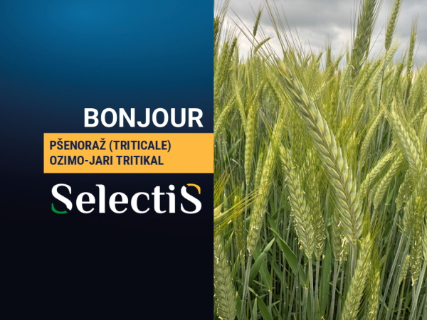 BONJOUR - pšenoraž (triticale)