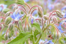 BOREČ Borago officinalis
