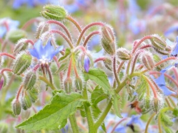 BOREČ Borago officinalis