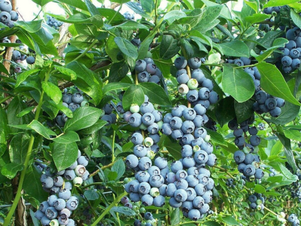 Trogodišnje sadnice borovnice – Blue Crop