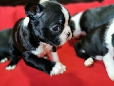 Bostonski terijer stenci