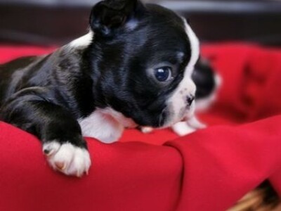 Bostonski terijer stenci