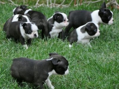 Bostonski terijer stenci