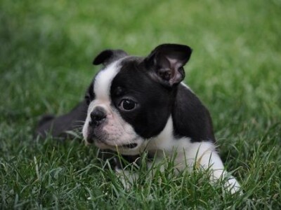 Bostonski terijer stenci