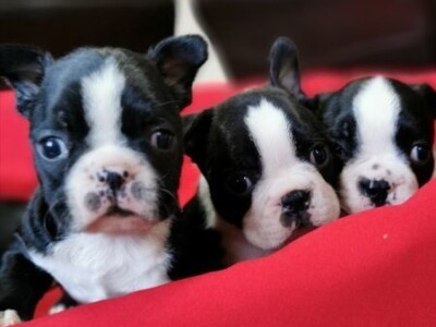 Bostonski terijer stenci