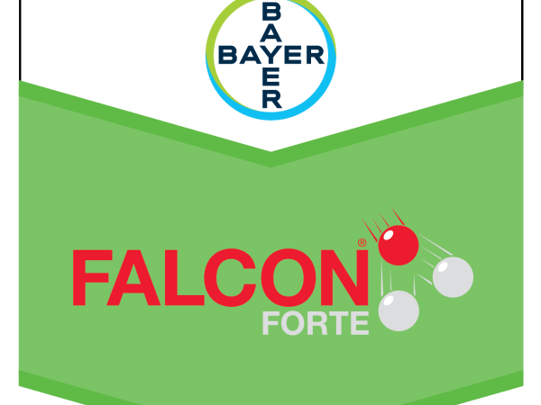 Falcon Forte