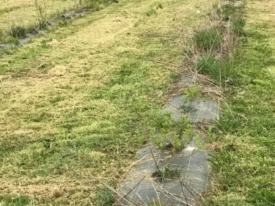 Bratina (ZG Županija)