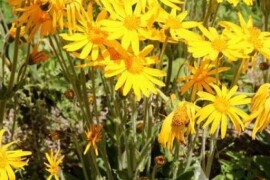 BRĐANKA Arnica montana